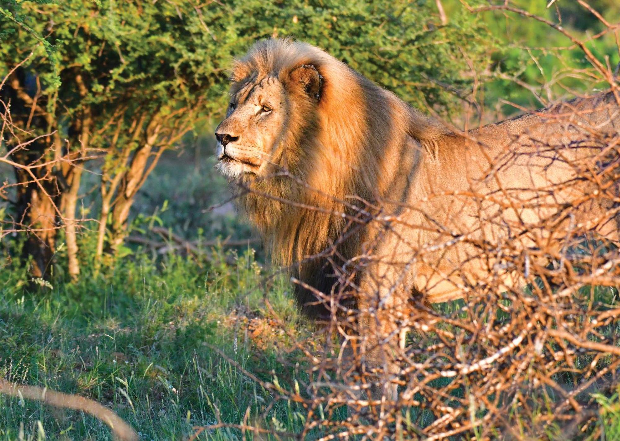 Madikwe River Lodge By Dream Resorts Madikwe Game Reserve Eksteriør bilde