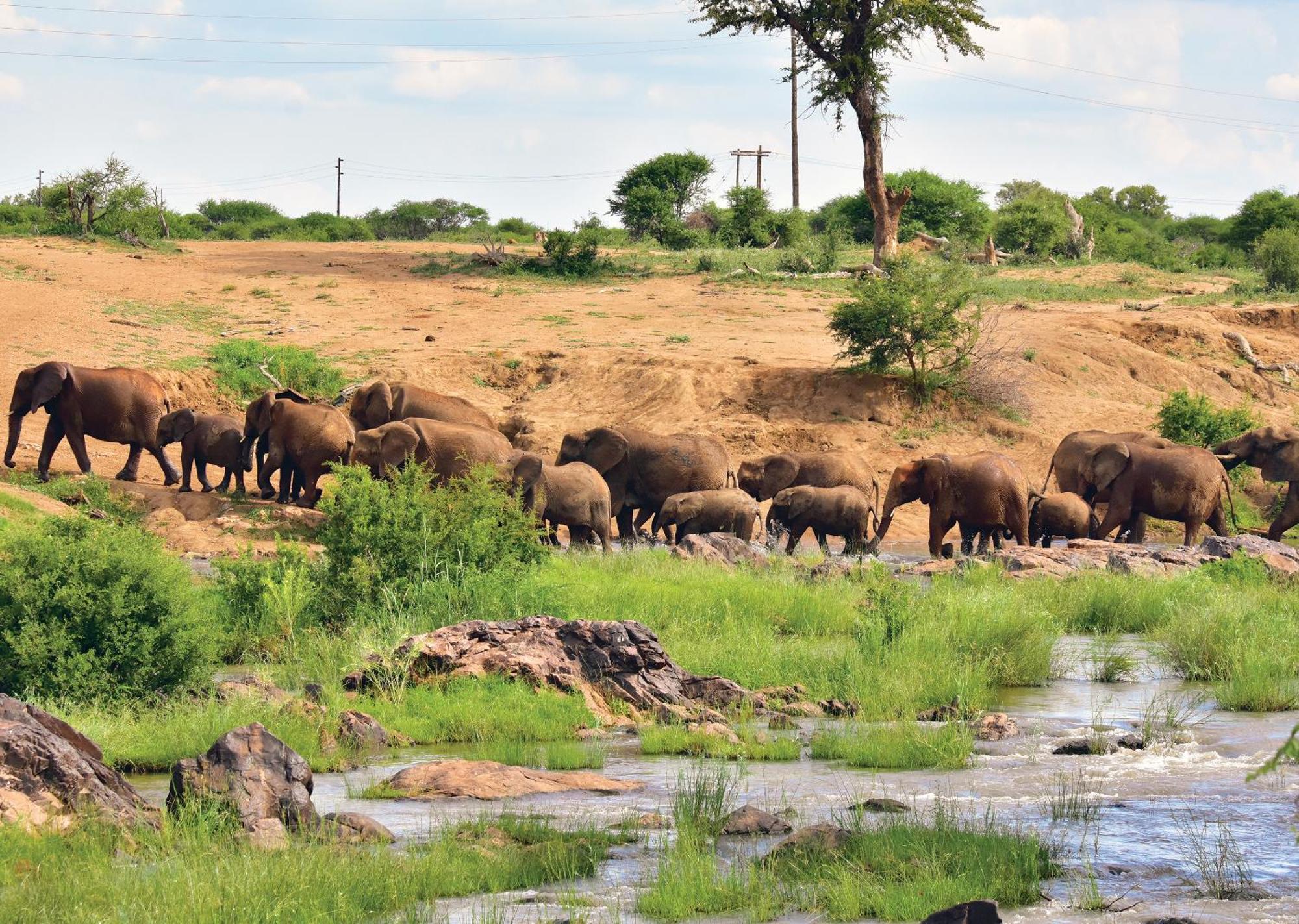 Madikwe River Lodge By Dream Resorts Madikwe Game Reserve Eksteriør bilde