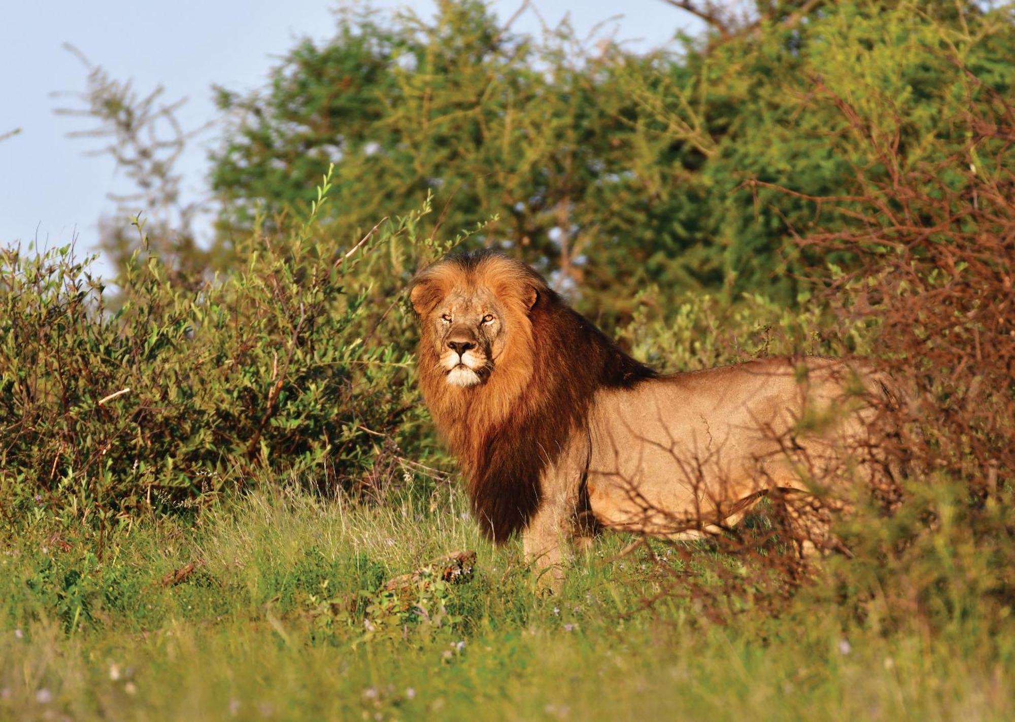 Madikwe River Lodge By Dream Resorts Madikwe Game Reserve Eksteriør bilde