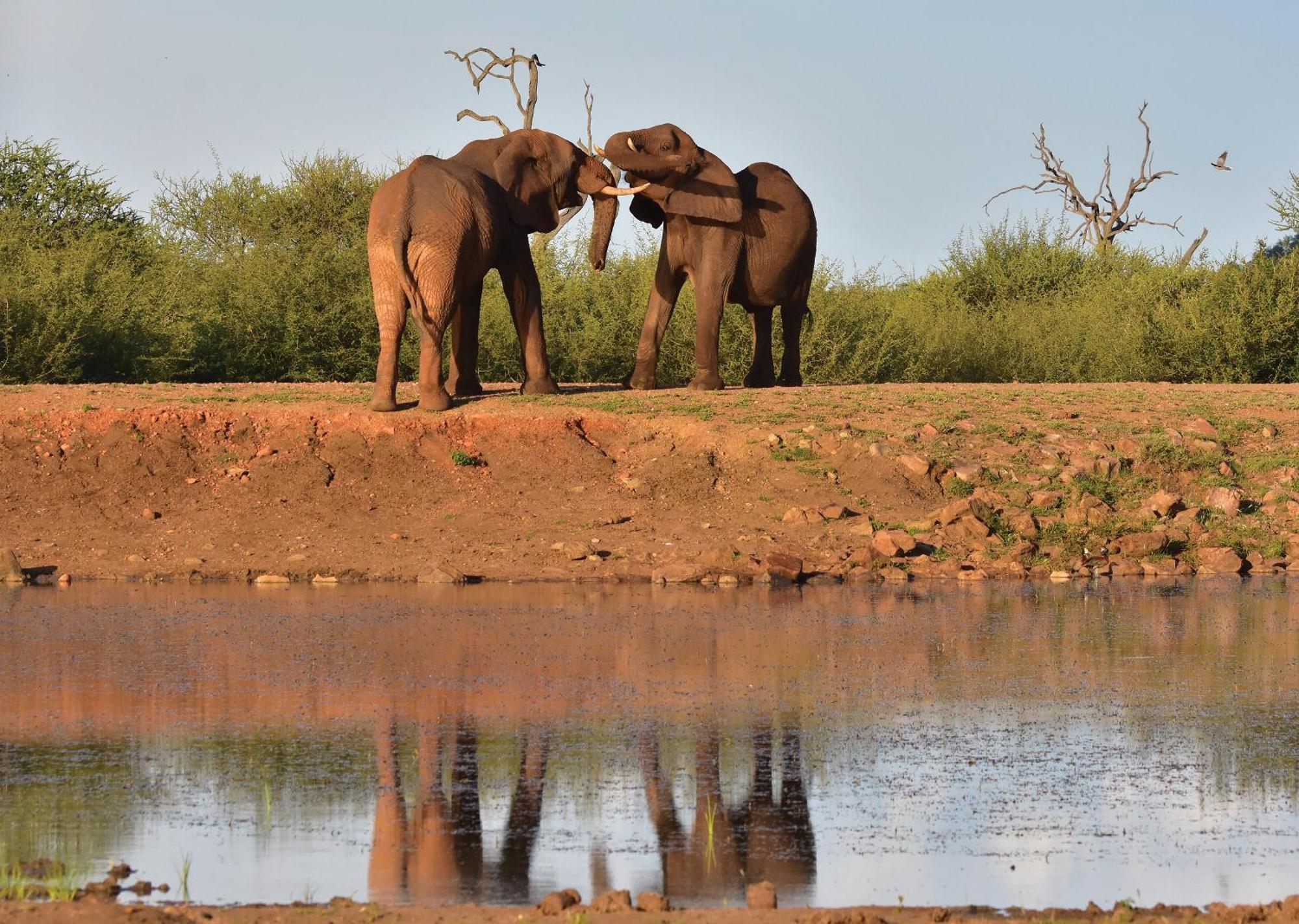 Madikwe River Lodge By Dream Resorts Madikwe Game Reserve Eksteriør bilde