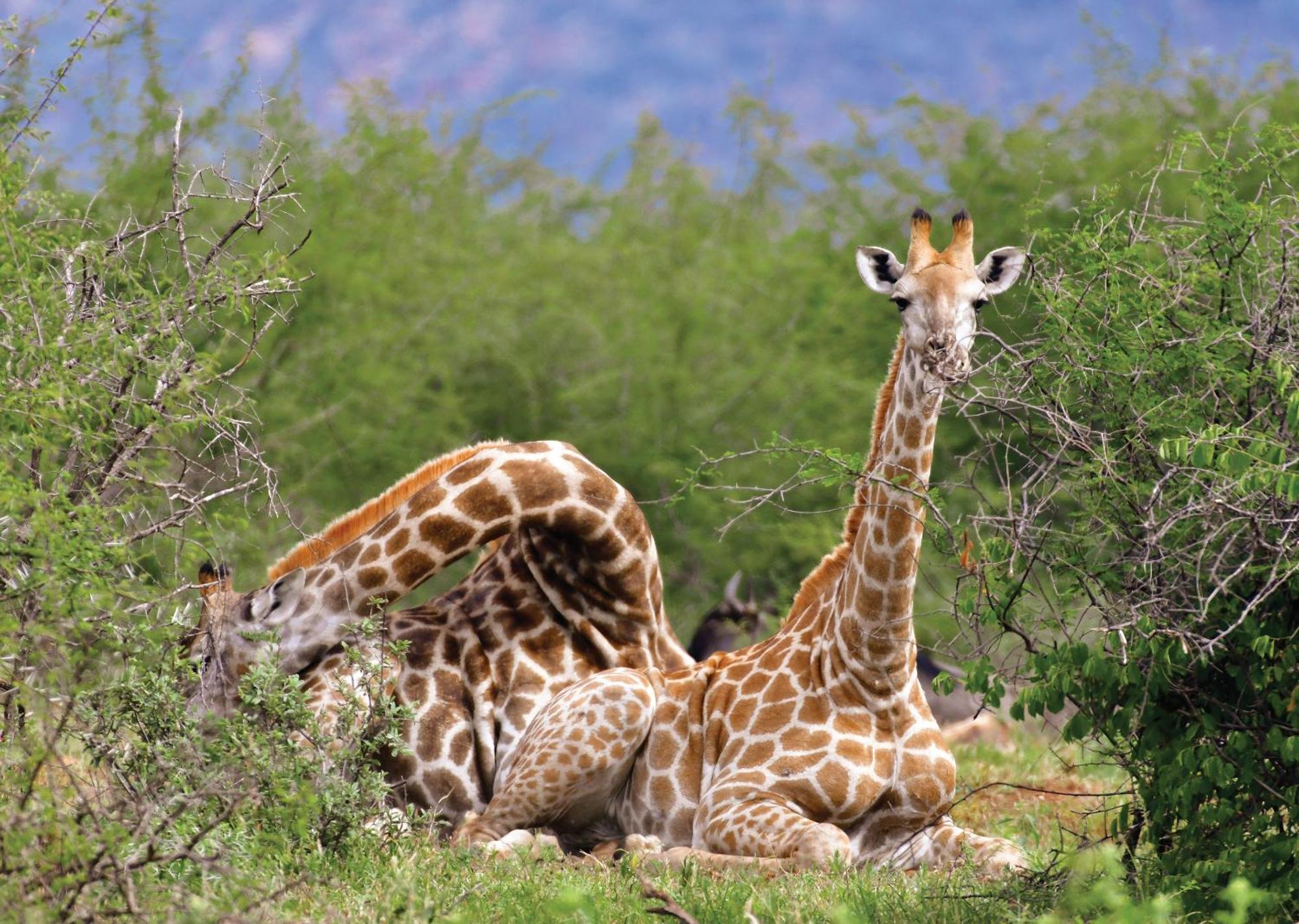 Madikwe River Lodge By Dream Resorts Madikwe Game Reserve Eksteriør bilde