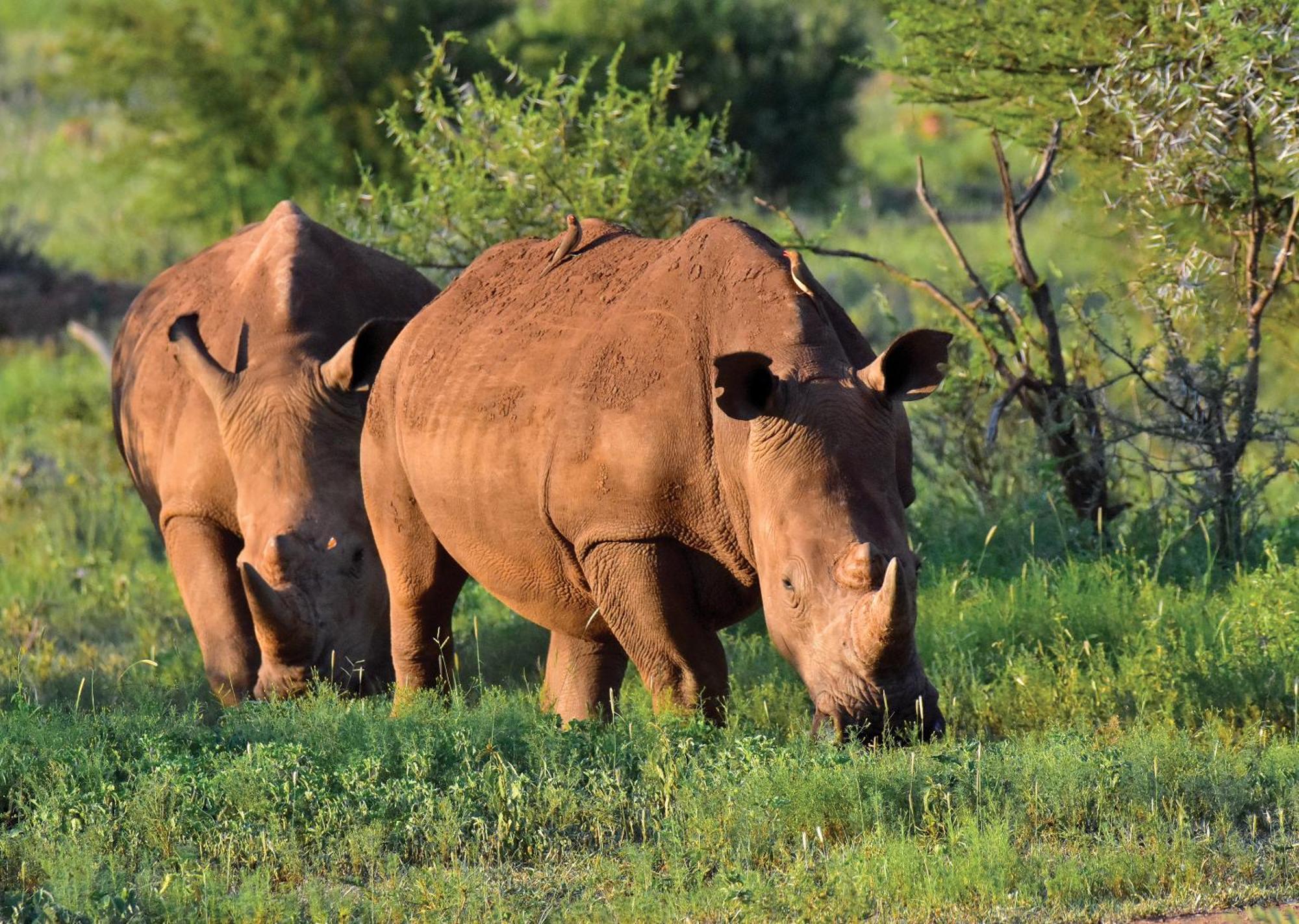 Madikwe River Lodge By Dream Resorts Madikwe Game Reserve Eksteriør bilde