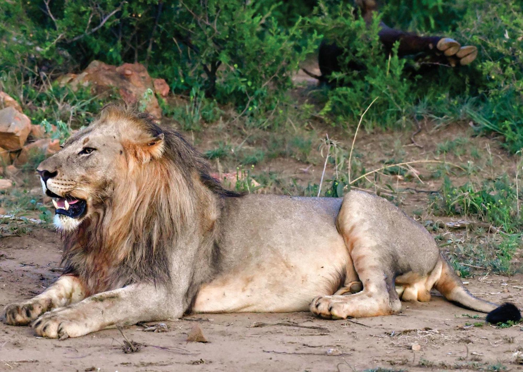 Madikwe River Lodge By Dream Resorts Madikwe Game Reserve Eksteriør bilde