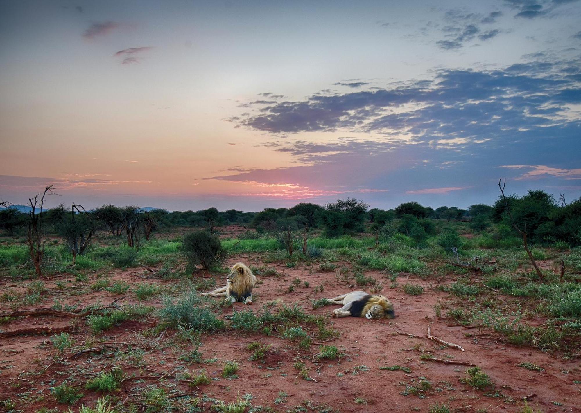 Madikwe River Lodge By Dream Resorts Madikwe Game Reserve Eksteriør bilde