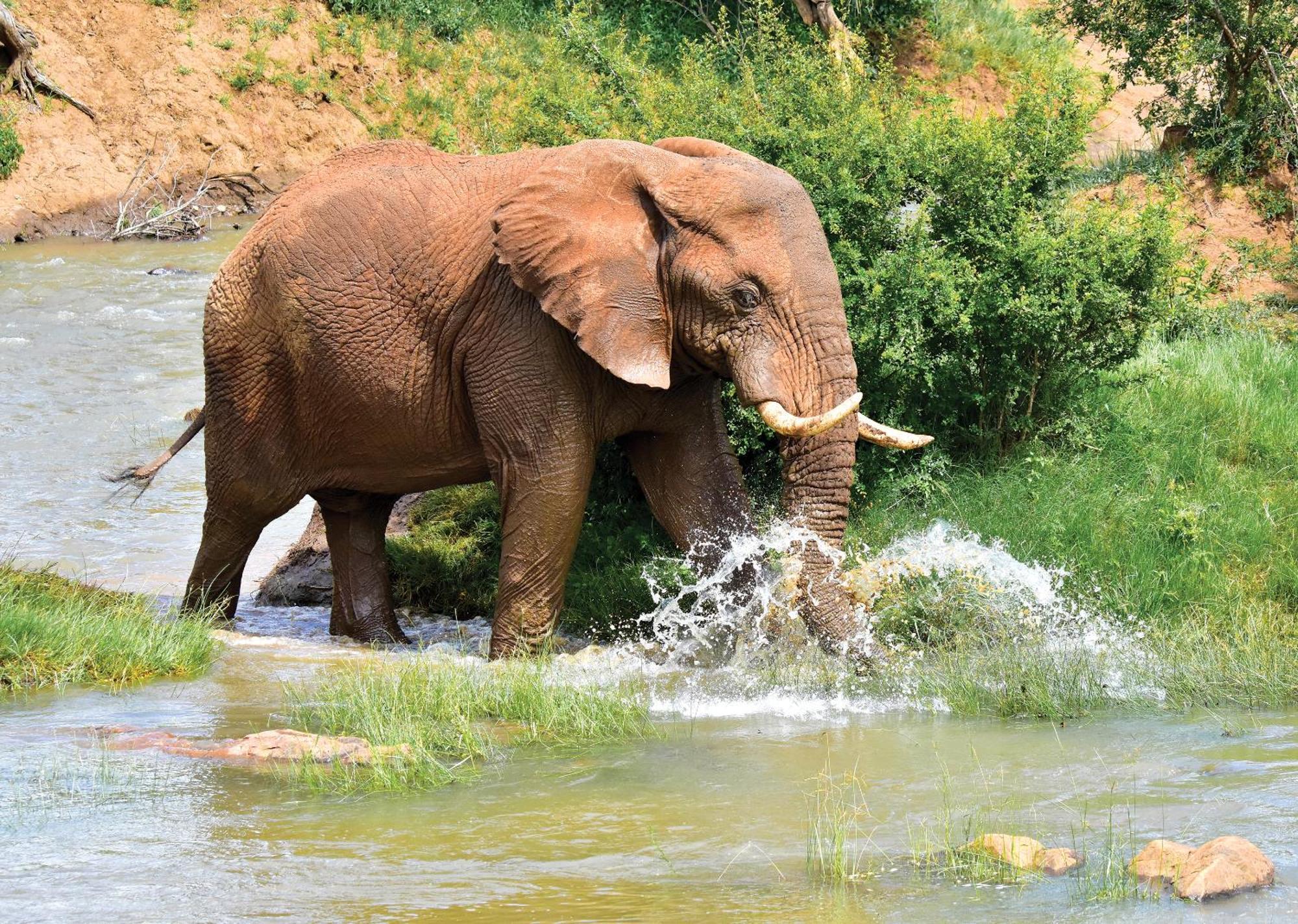 Madikwe River Lodge By Dream Resorts Madikwe Game Reserve Eksteriør bilde