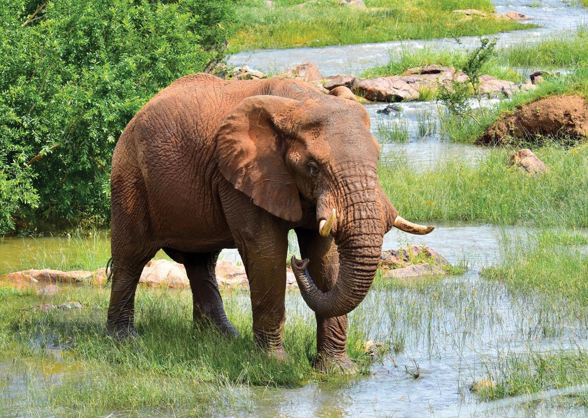 Madikwe River Lodge By Dream Resorts Madikwe Game Reserve Eksteriør bilde