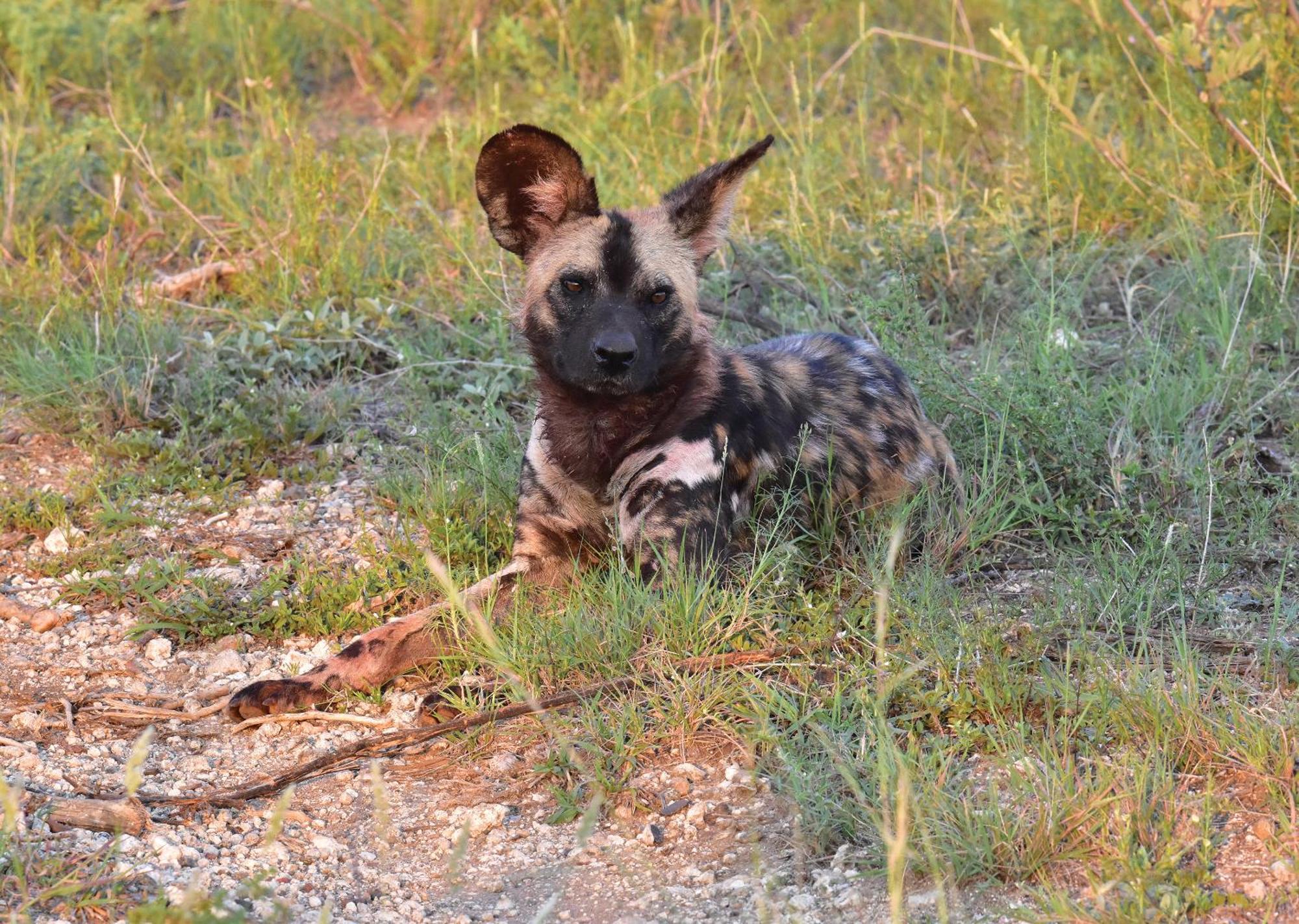 Madikwe River Lodge By Dream Resorts Madikwe Game Reserve Eksteriør bilde