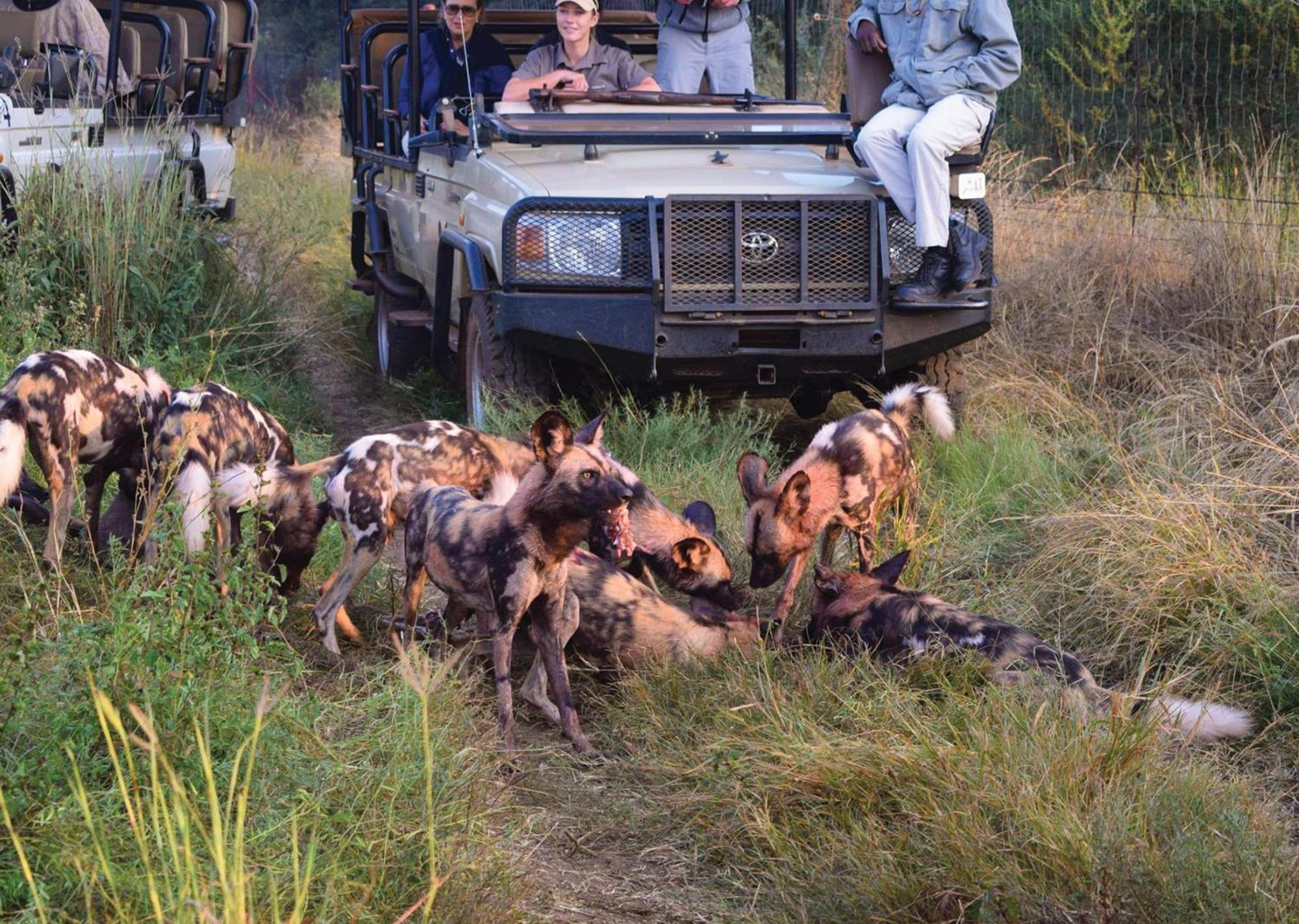 Madikwe River Lodge By Dream Resorts Madikwe Game Reserve Eksteriør bilde